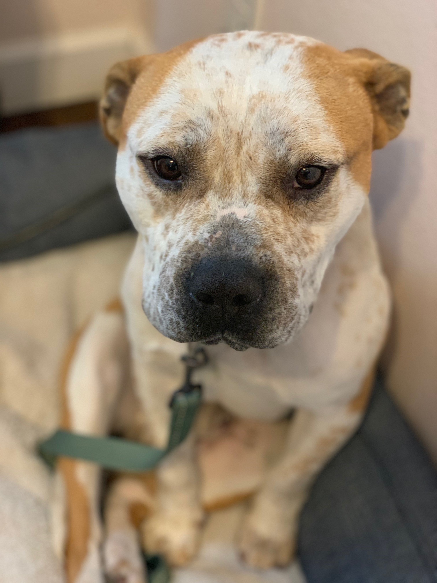 adorable adopted dog