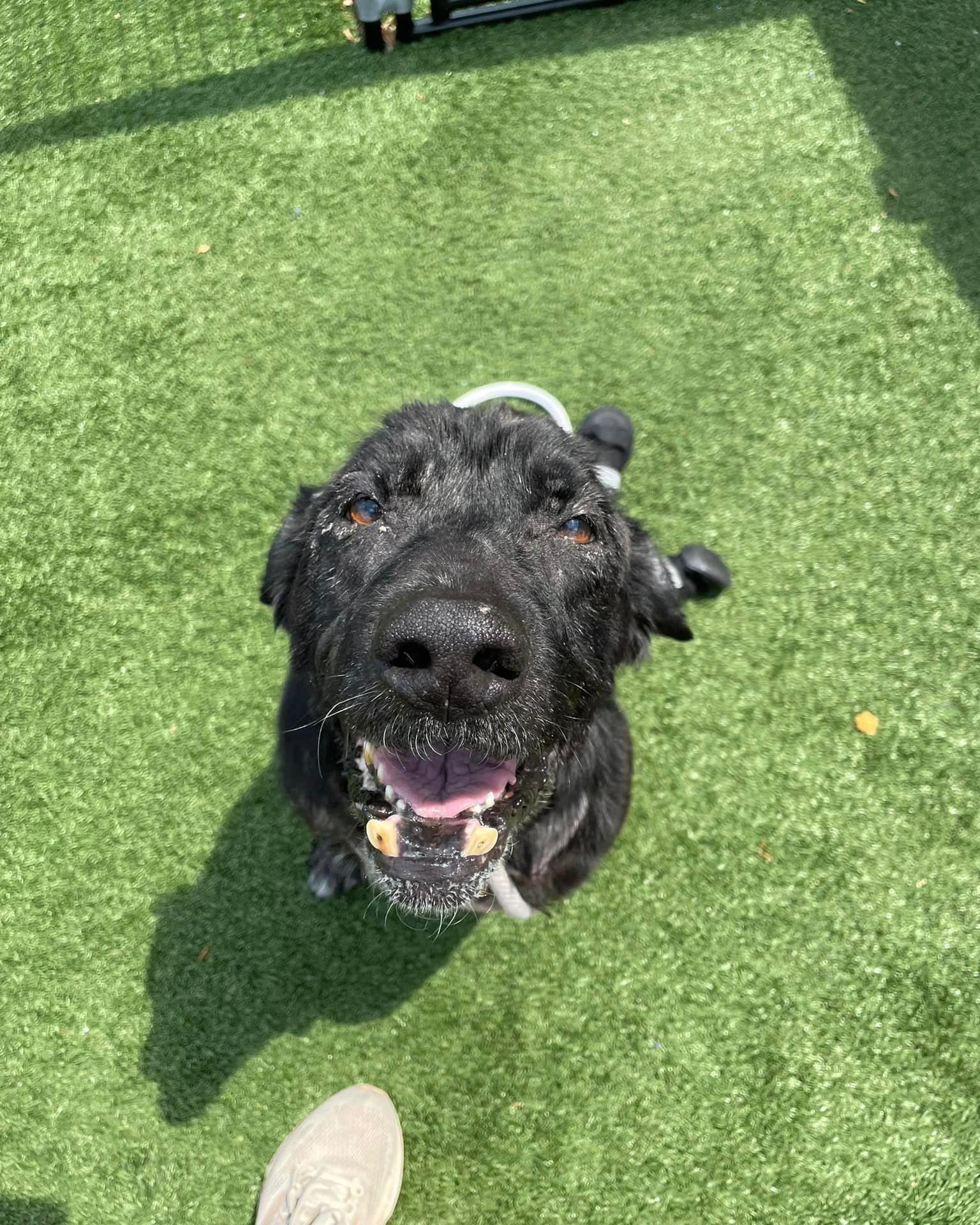 adorable black dog