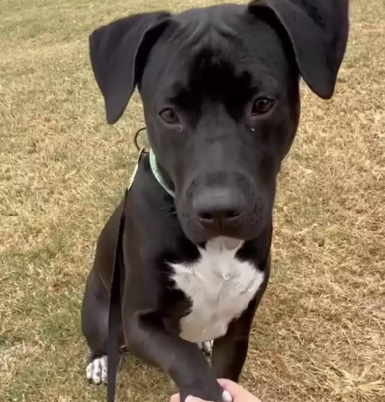adorable black dog