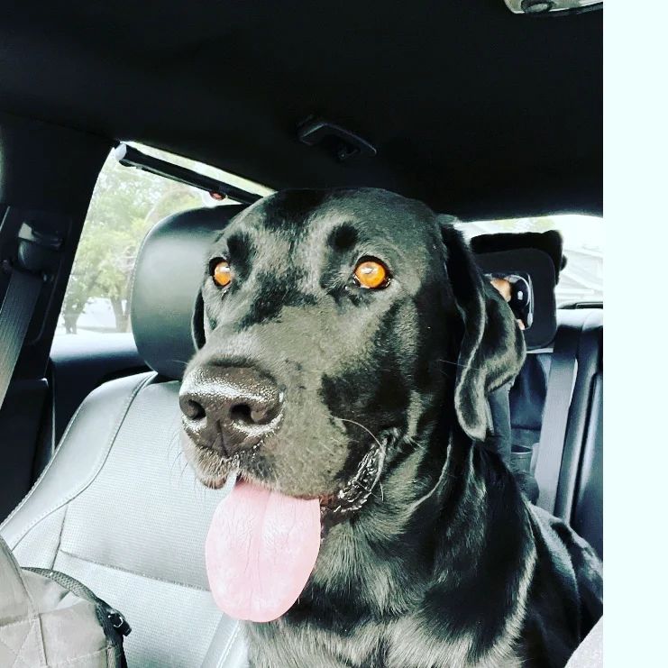 adorable black dog in car