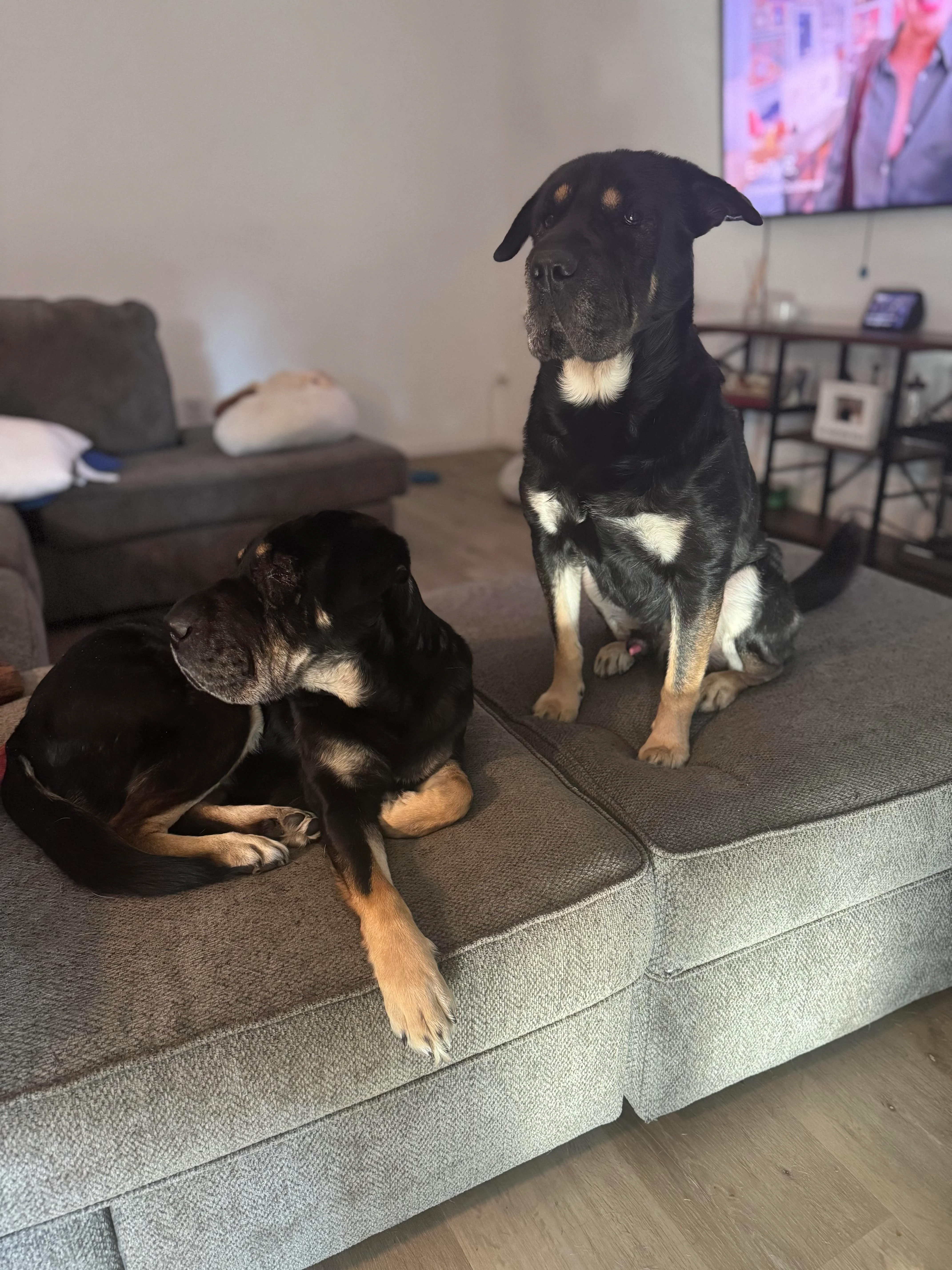 adorable black dogs