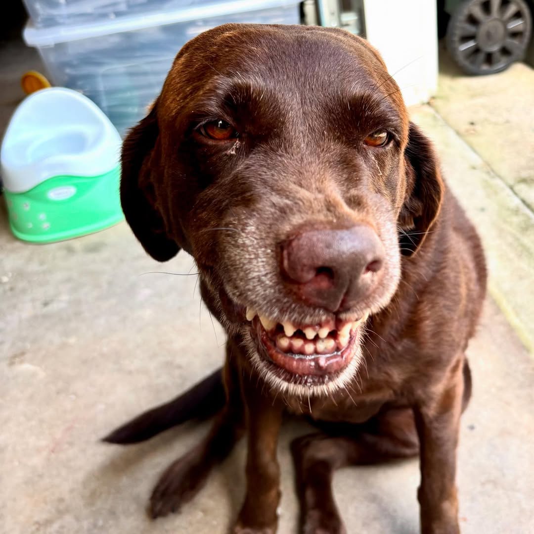 adorable brown dog