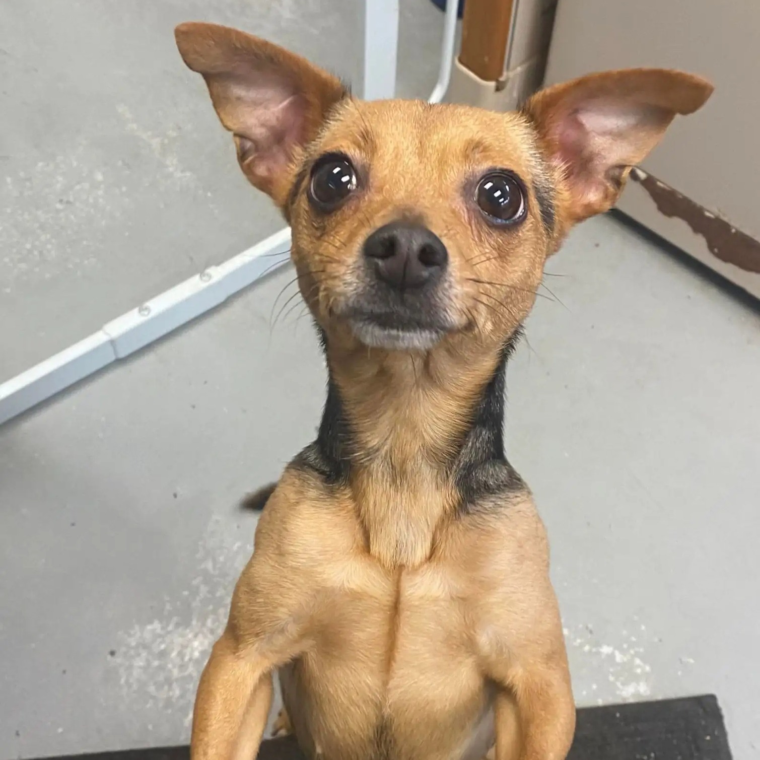 adorable dog