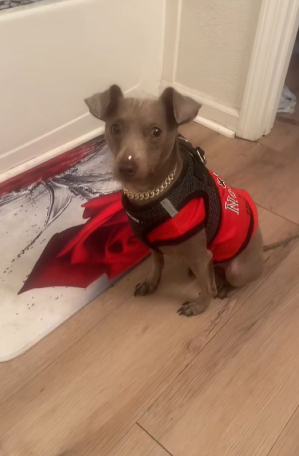 adorable dog in house