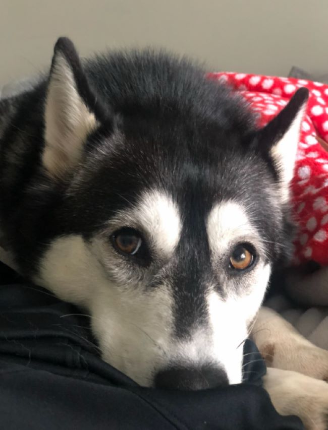 adorable senior dog