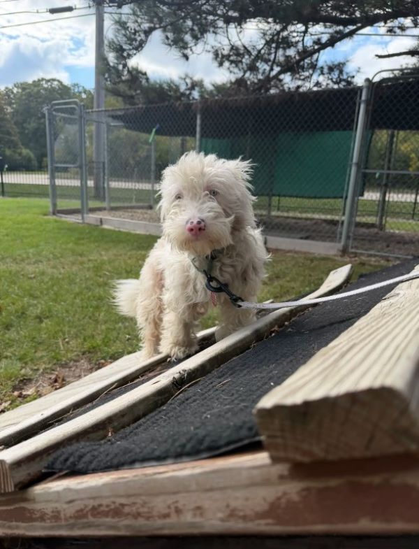 adorable white dog