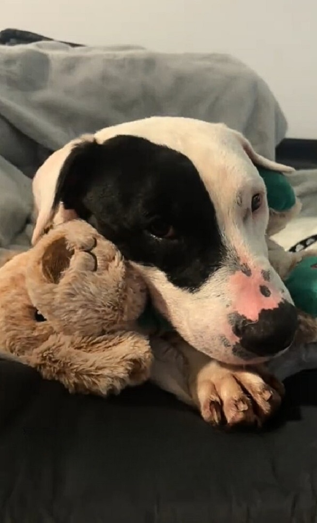 adotped dog in house