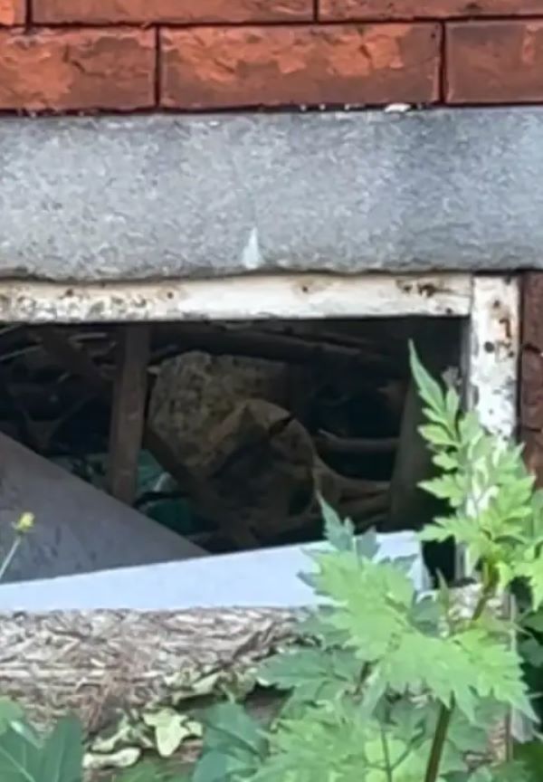 animal in abandoned building