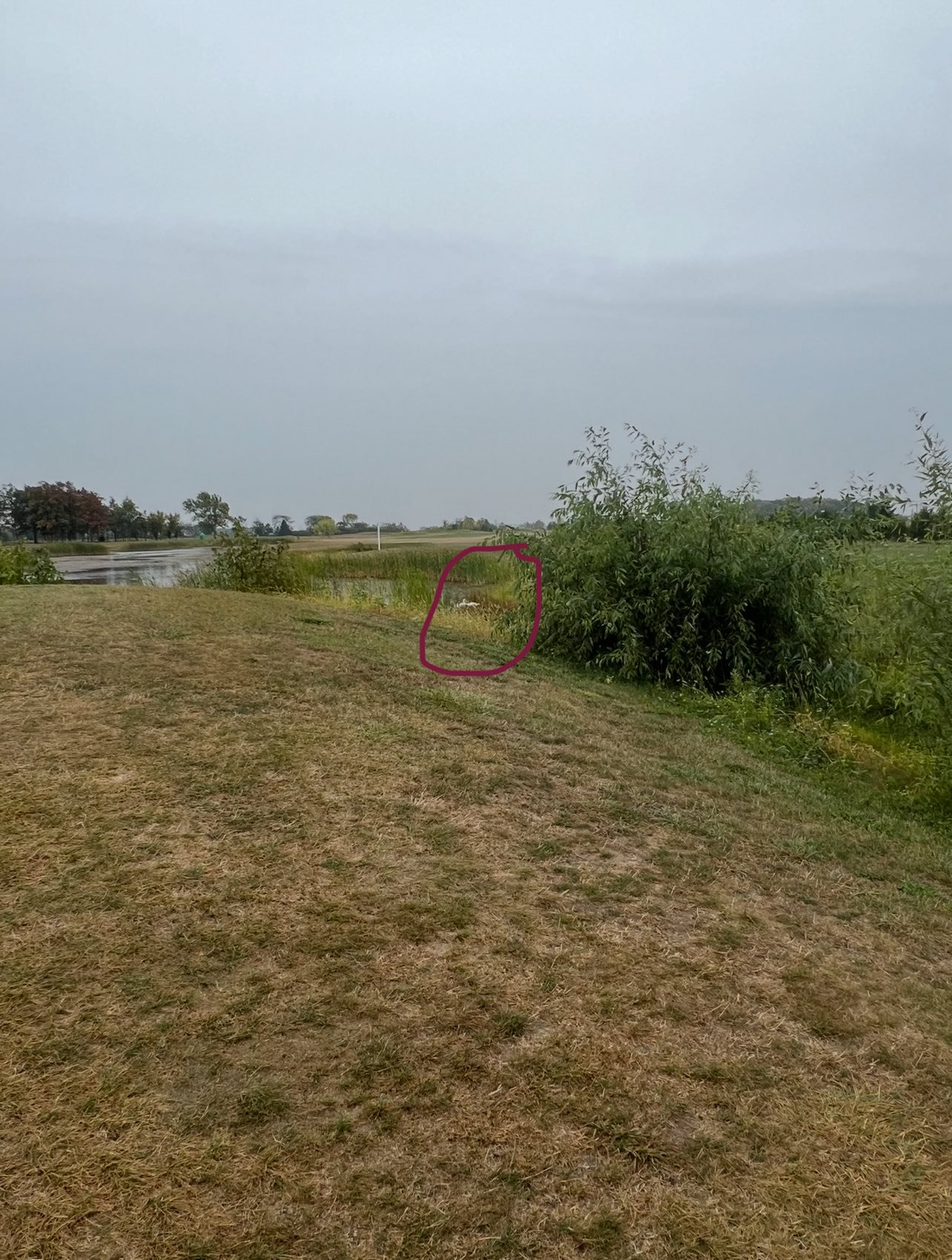 animal in distance
