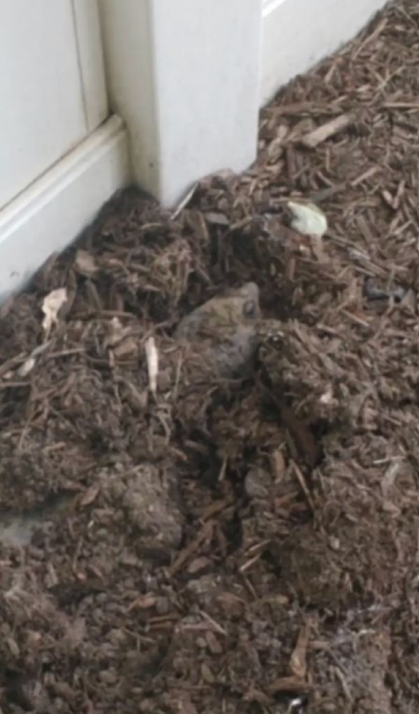 animal in garden