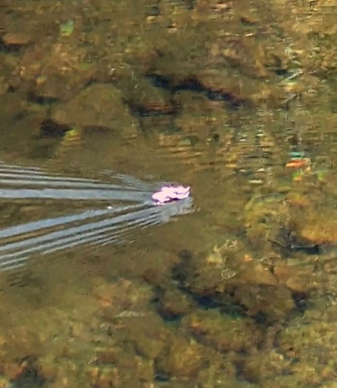 animal on water