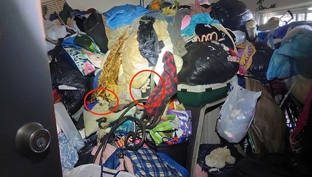 animals in dirty apartment