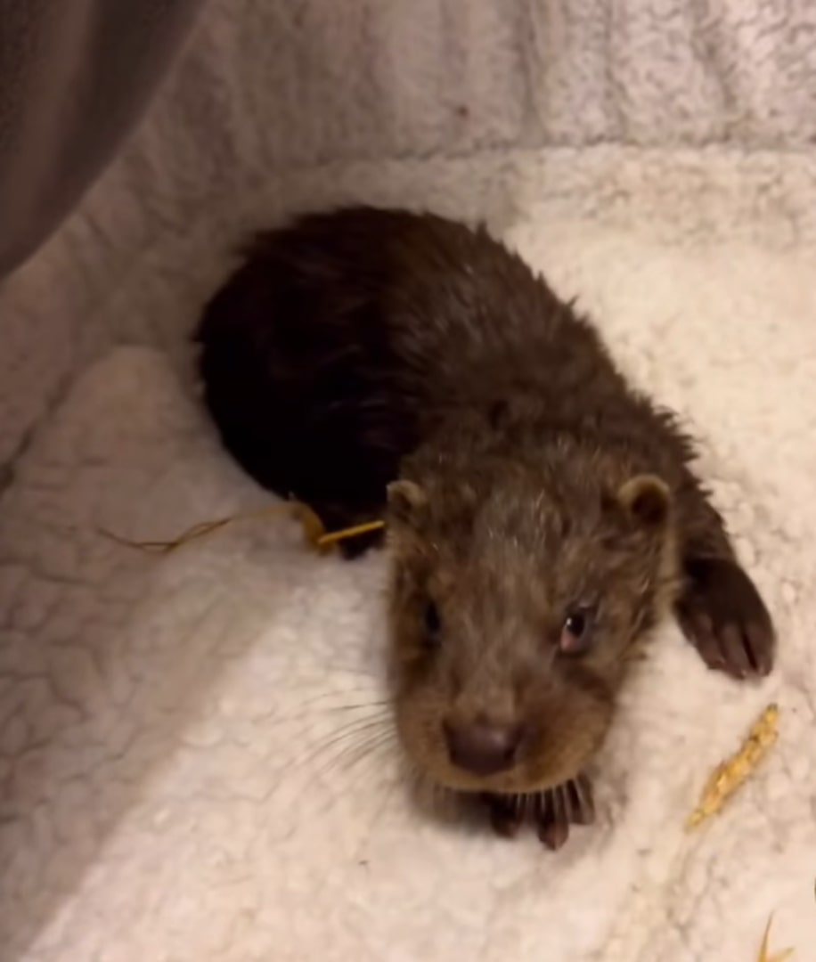 baby otter