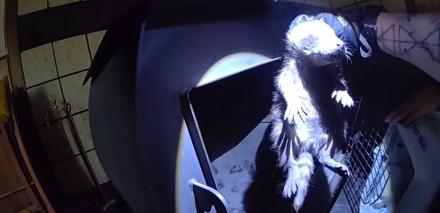 baby raccoons