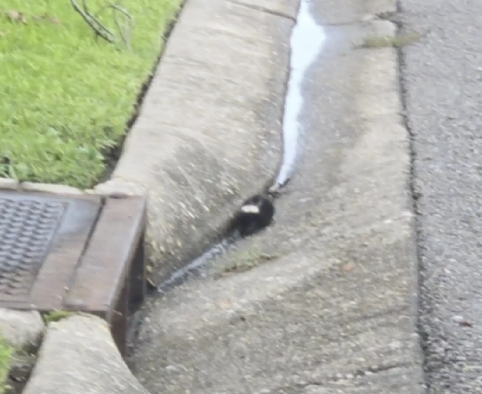 baby skunk in storm drain
