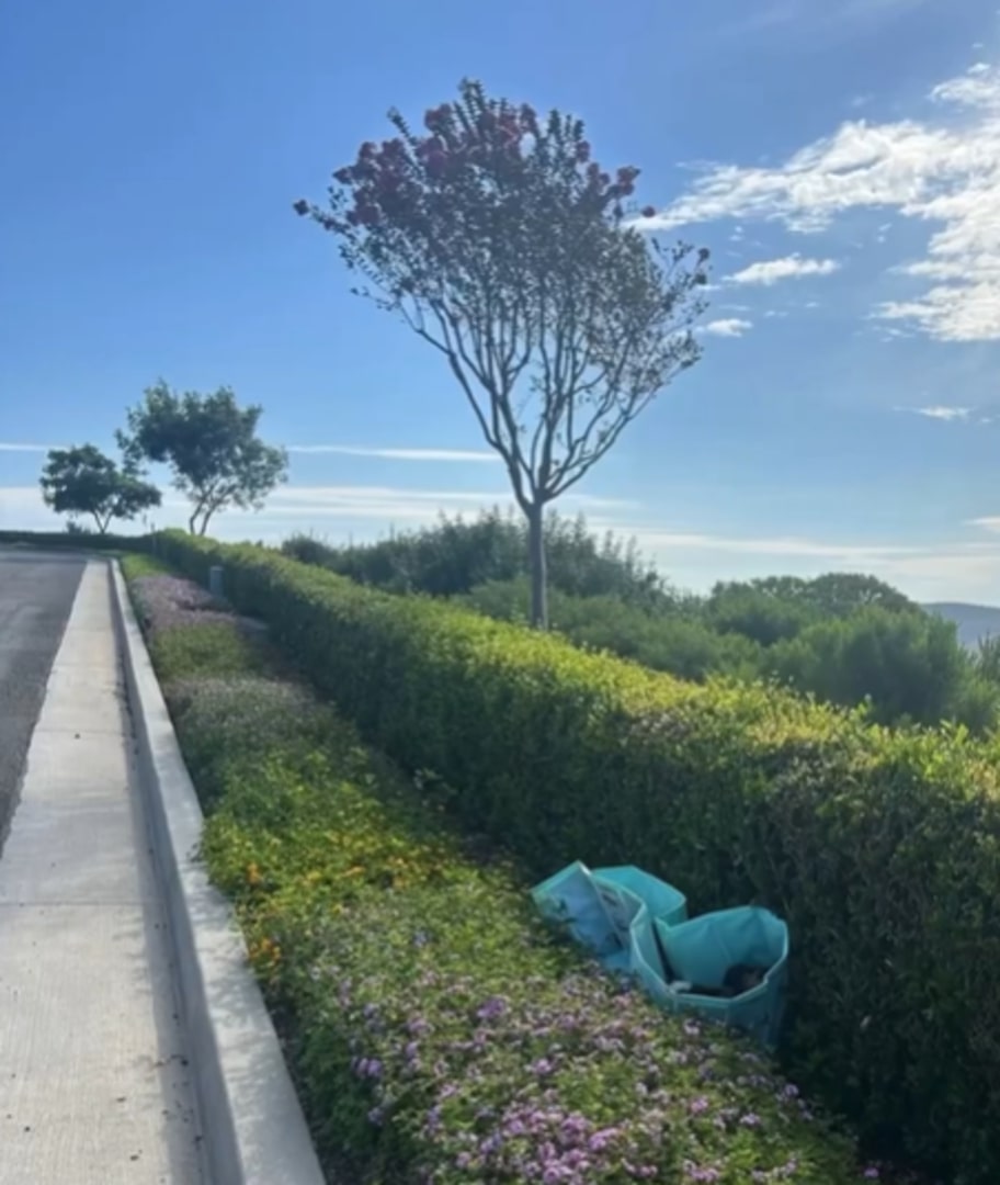 bag in a bush