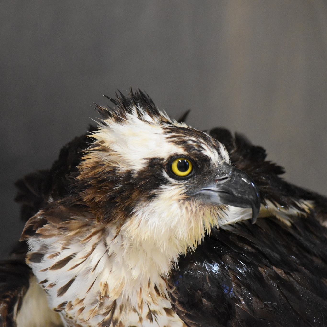 beautiful bird