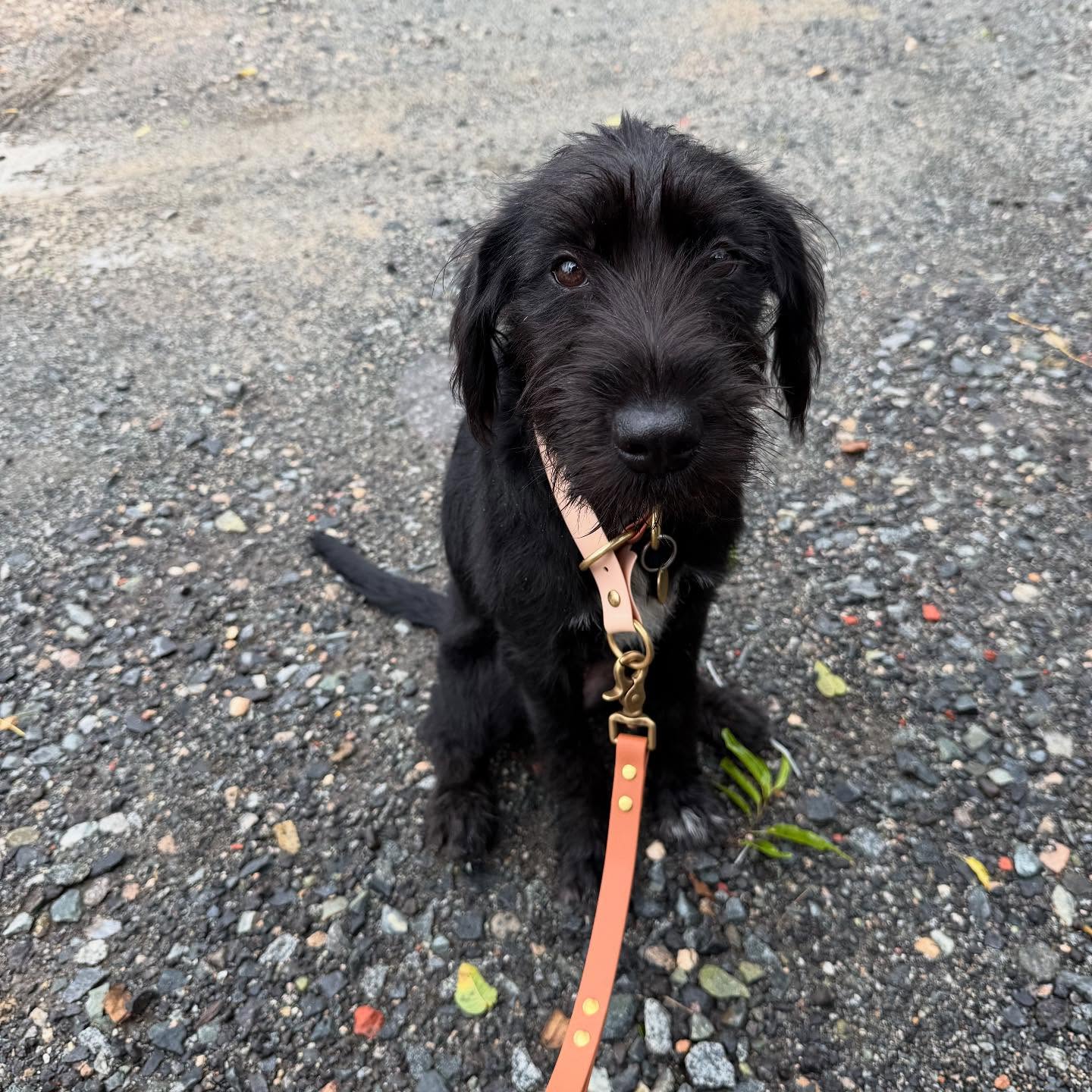 beautiful black dog