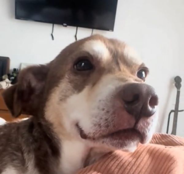 beautiful dog