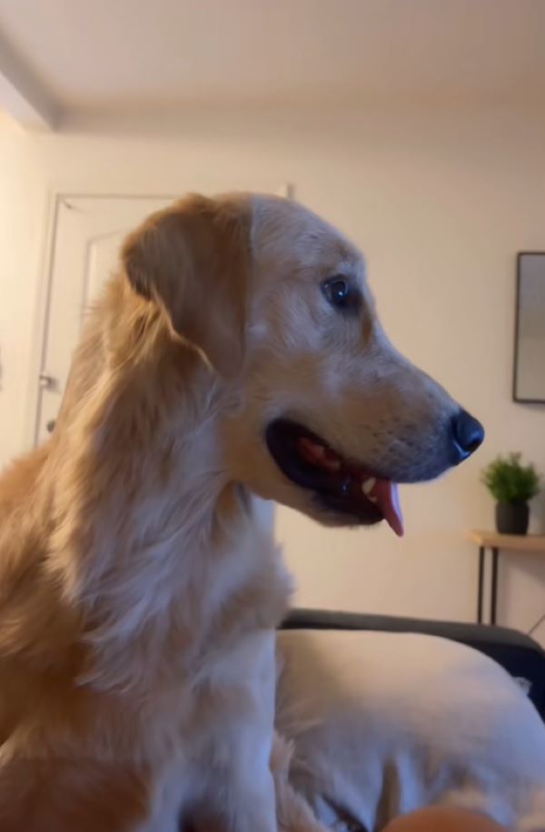 beautiful dog in house