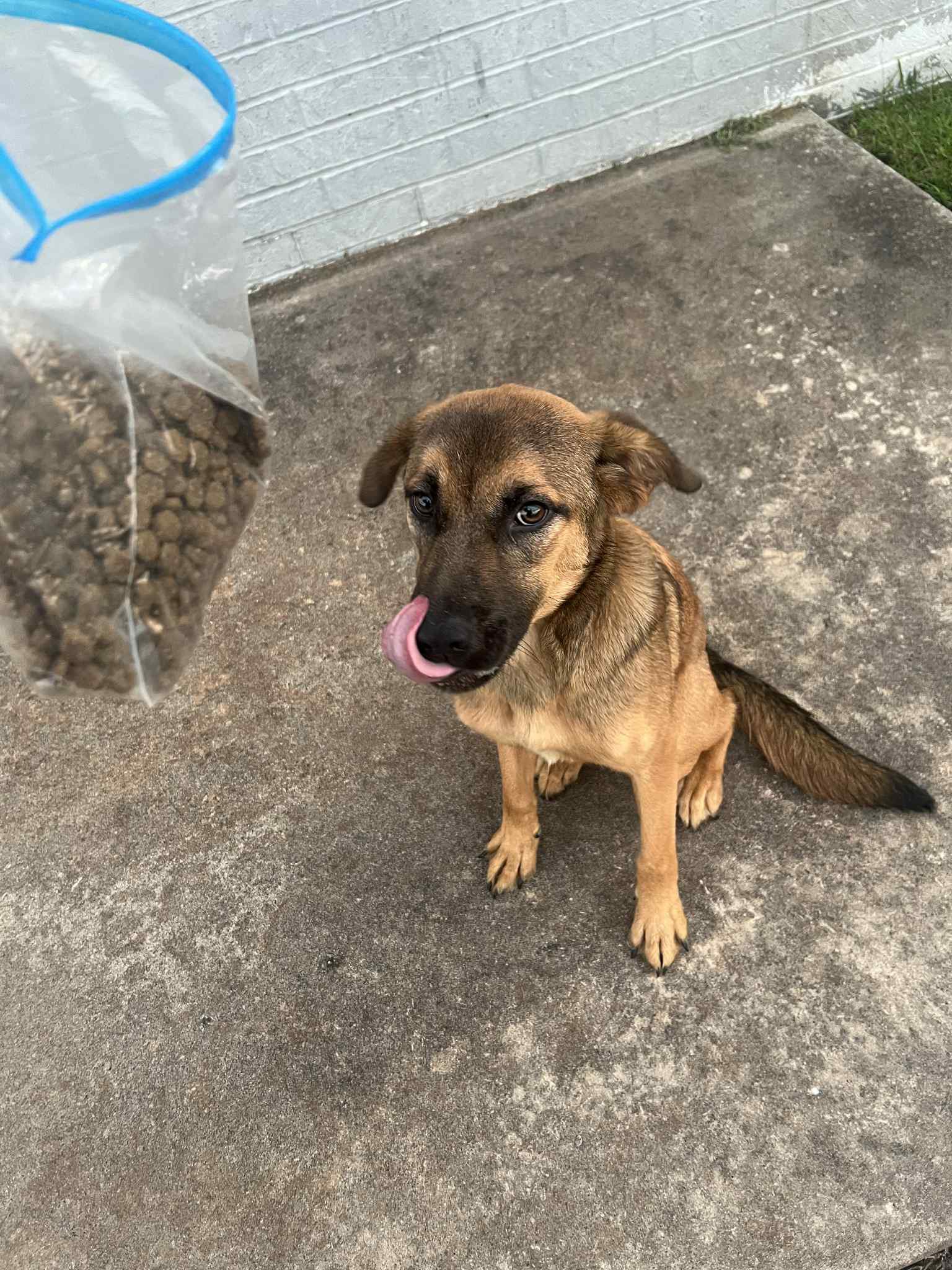 beautiful dog sitting down