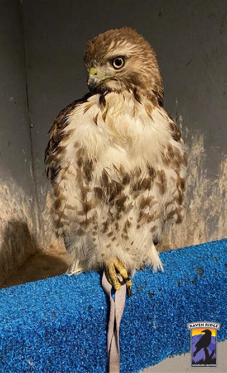 beautiful hawk