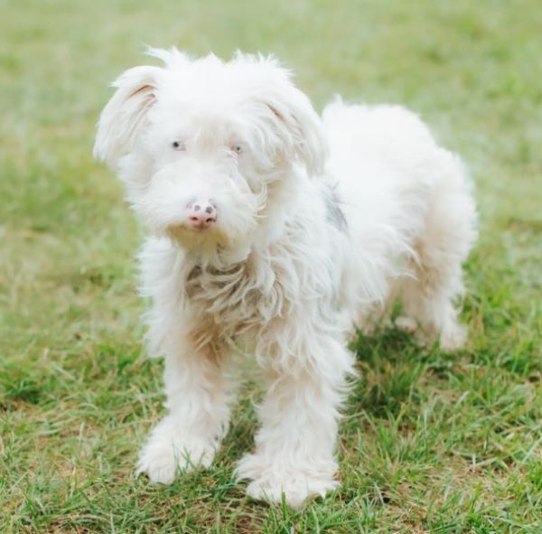 beautiful white dog