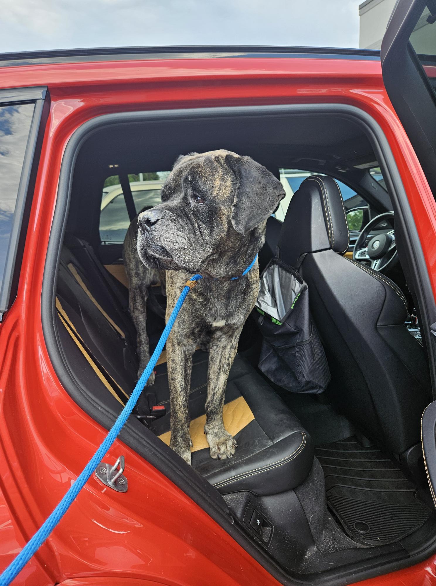 big black dog in car