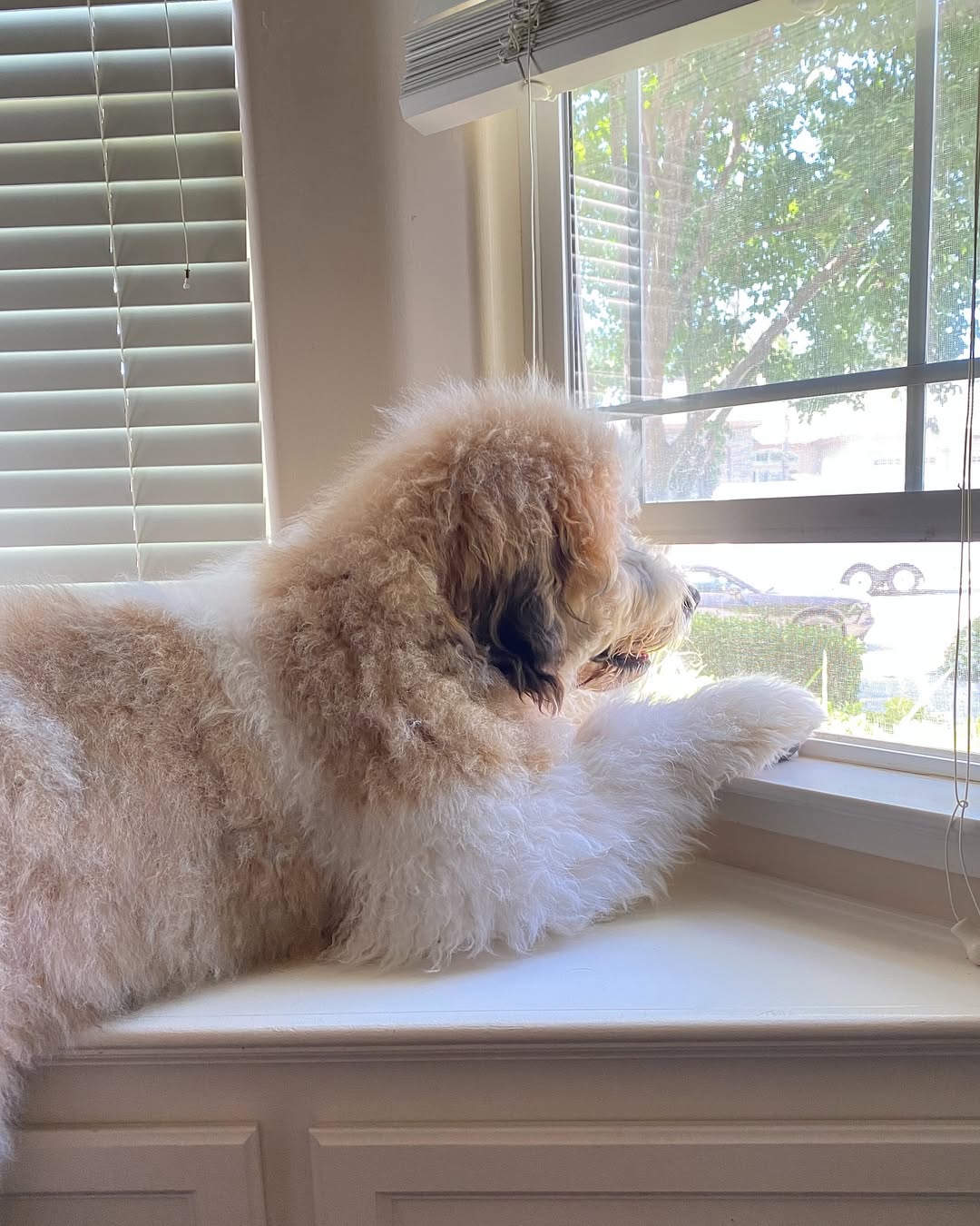 big white dog