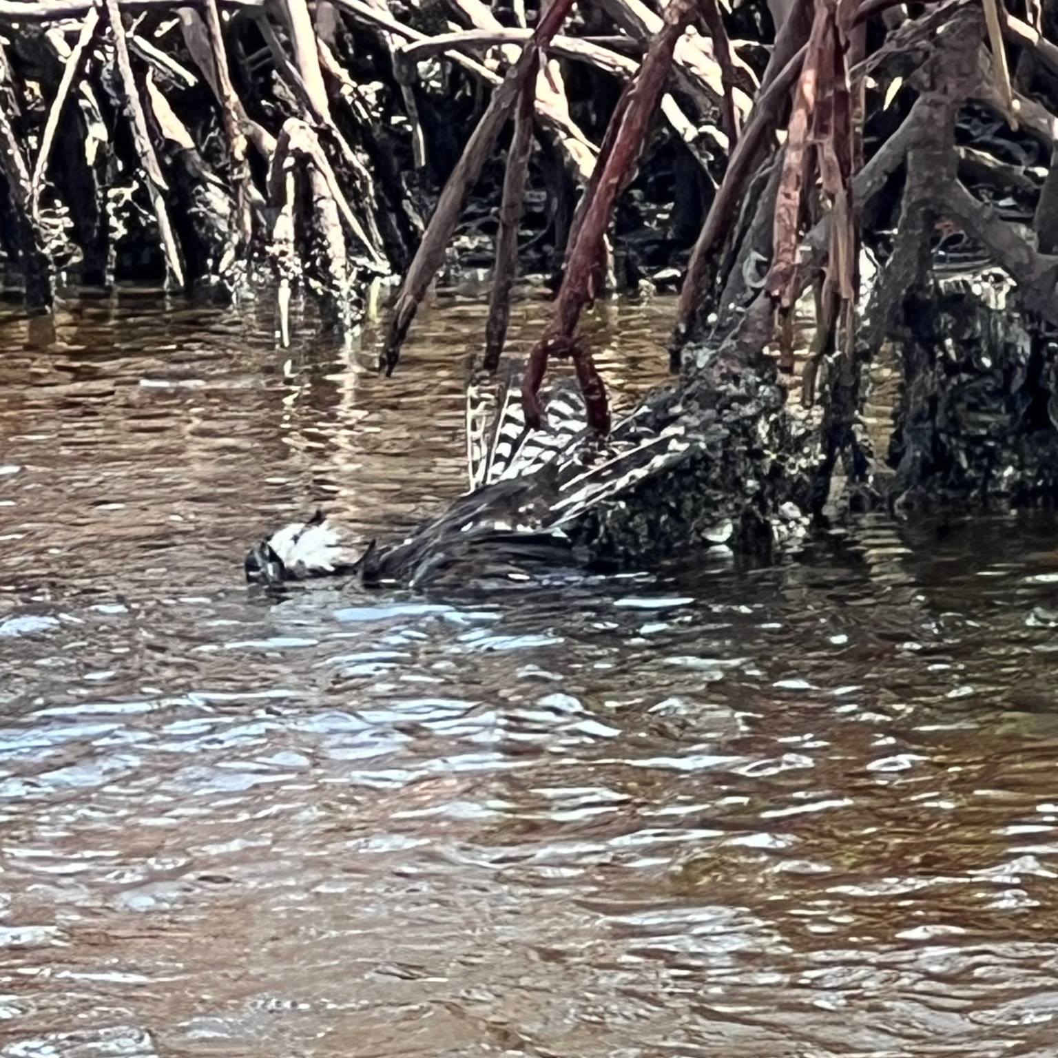 bird in water