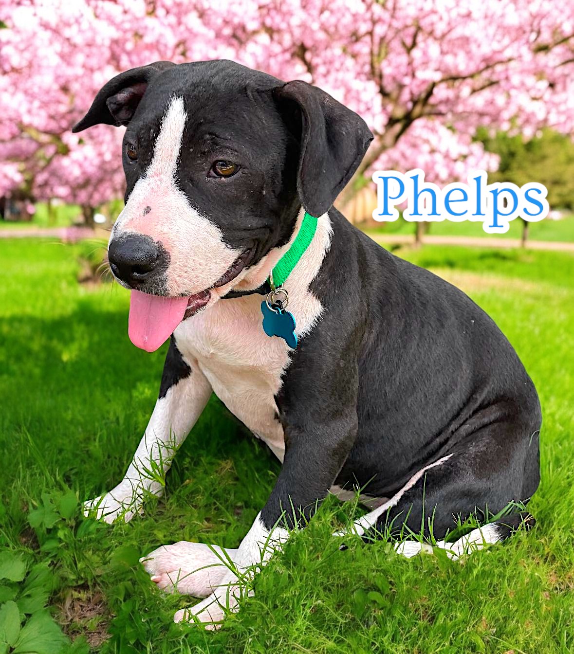black and white dog