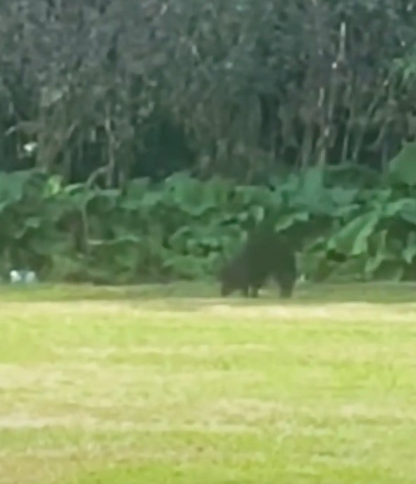 black animal