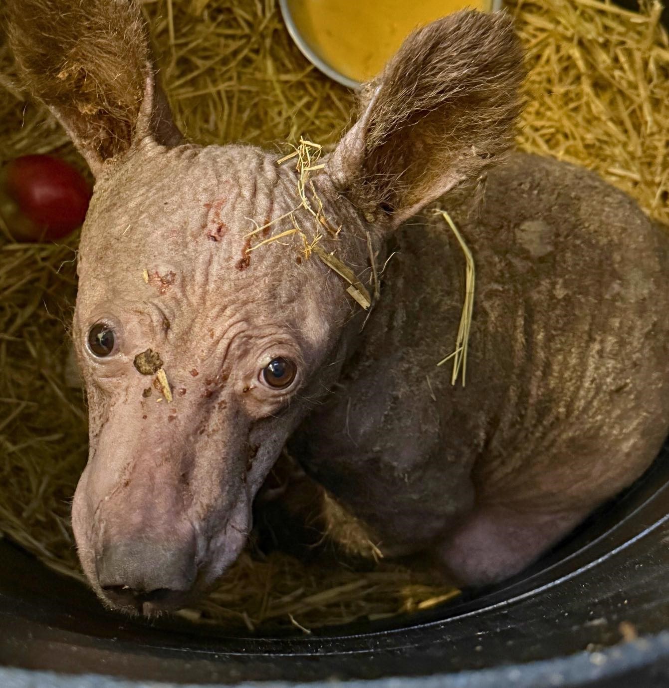 black bear cub in bad condition