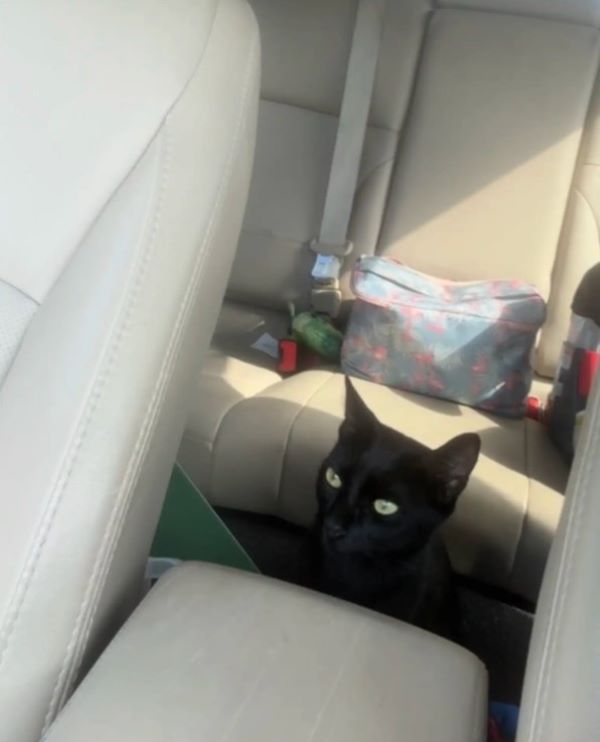 black cat in car