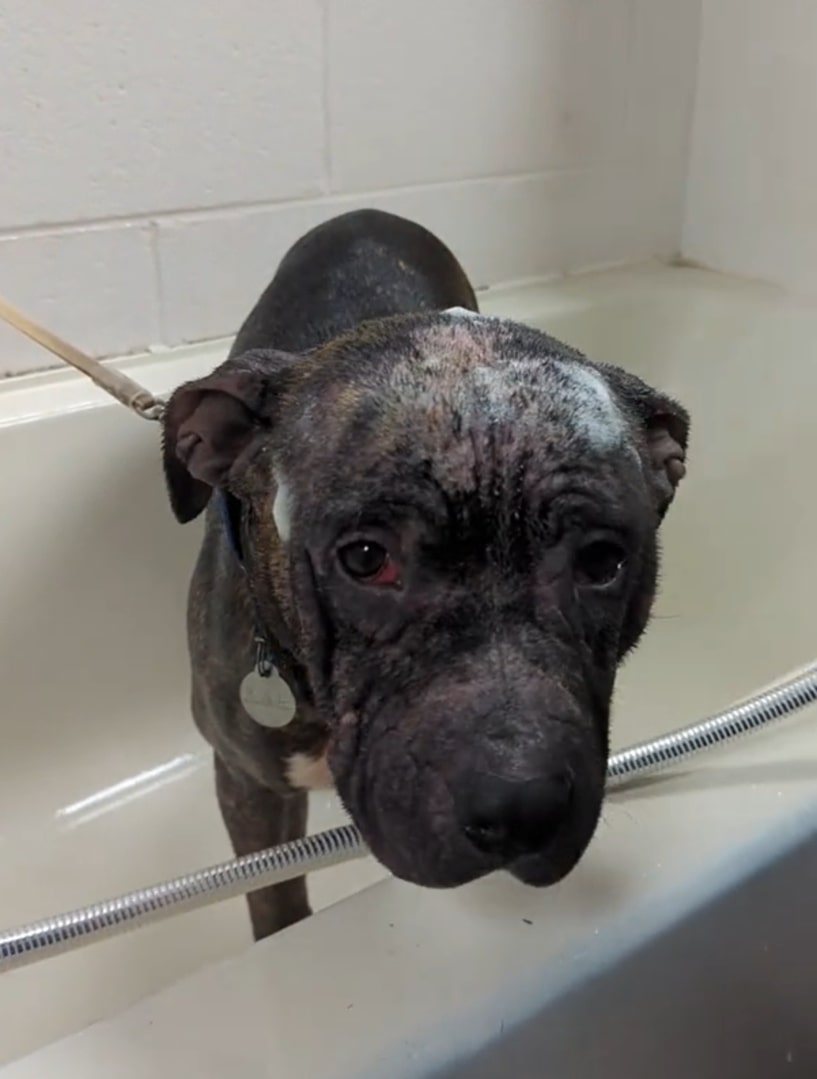 black dog in bathroom