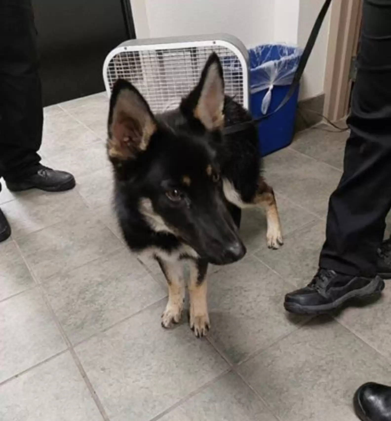 black dog in building