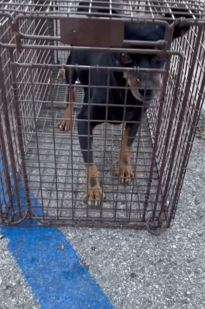 black dog in cage
