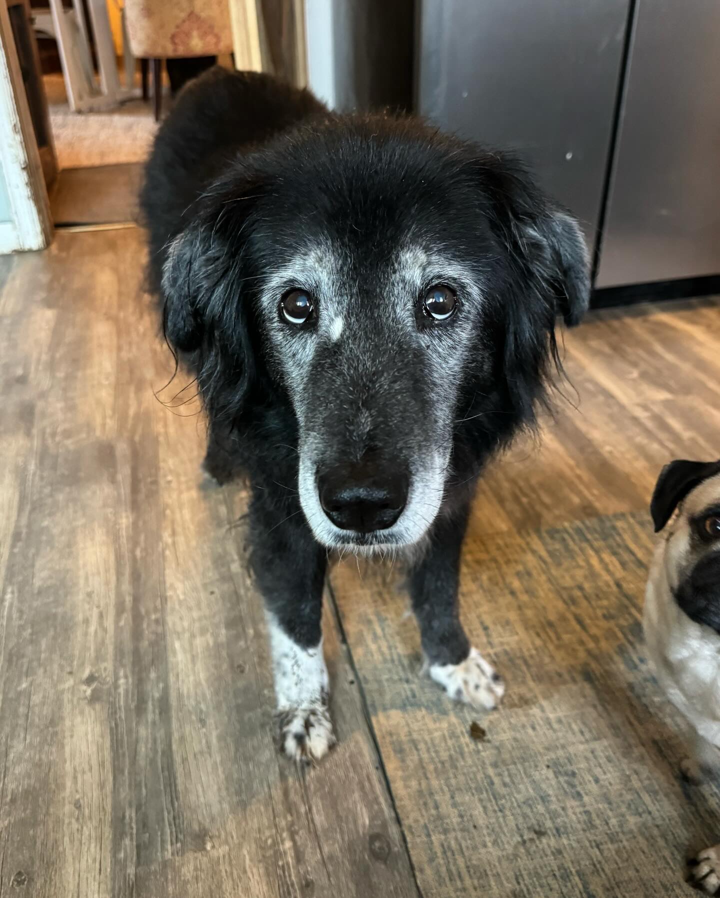 black dog in house
