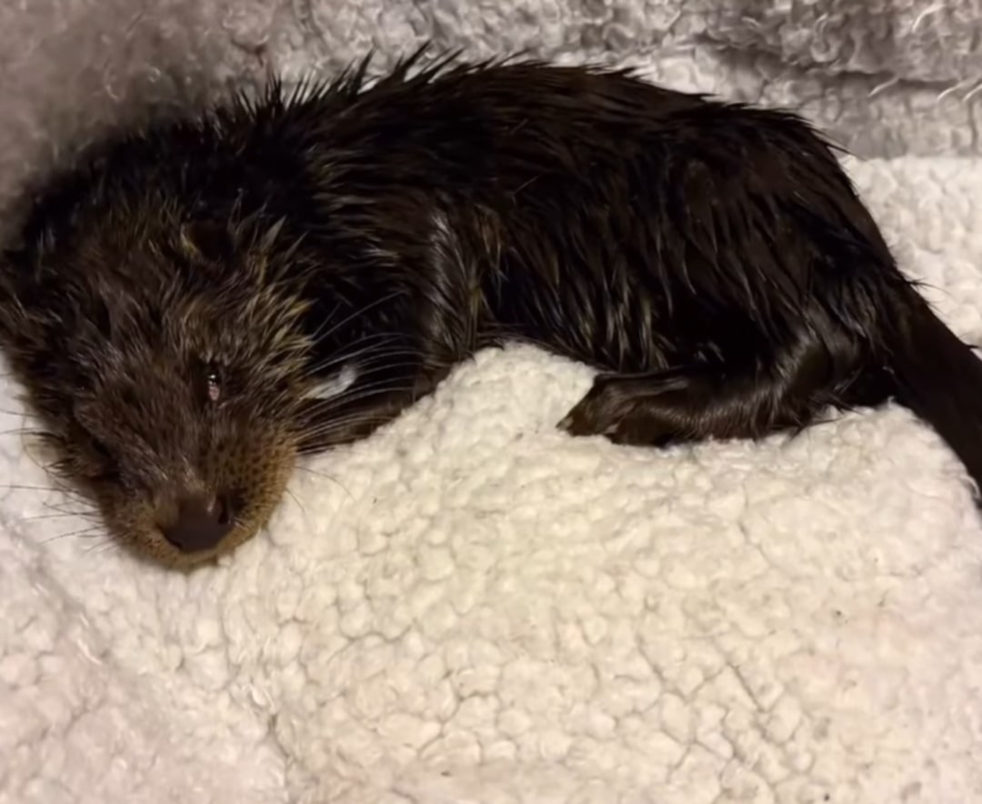 black dog laying down