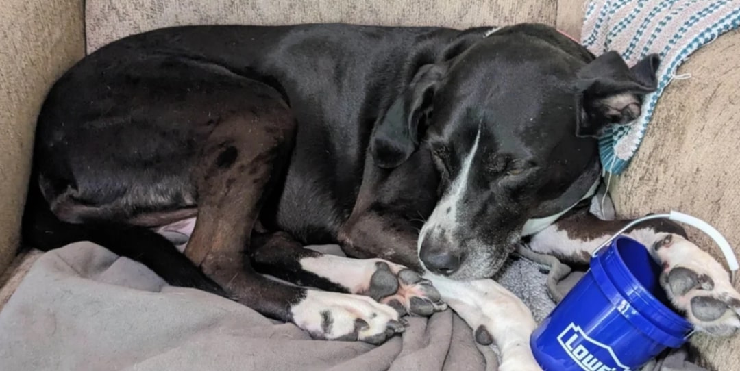 black dog laying down