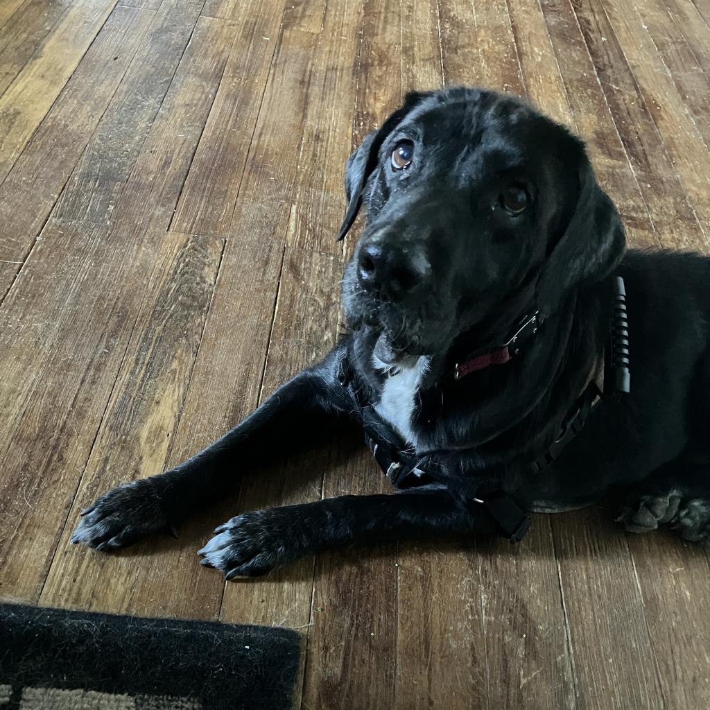 black dog laying on floor