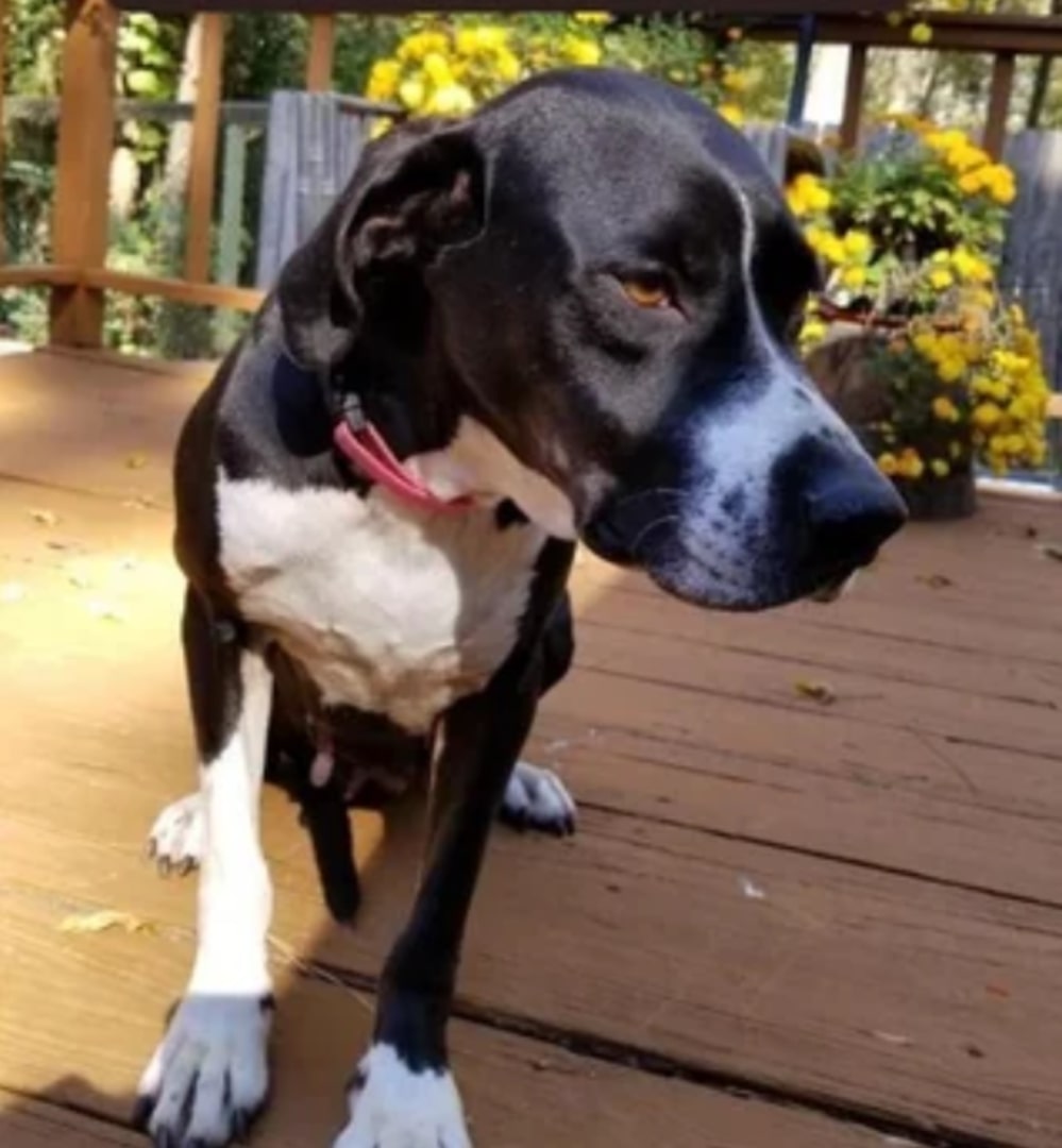 black dog on porch