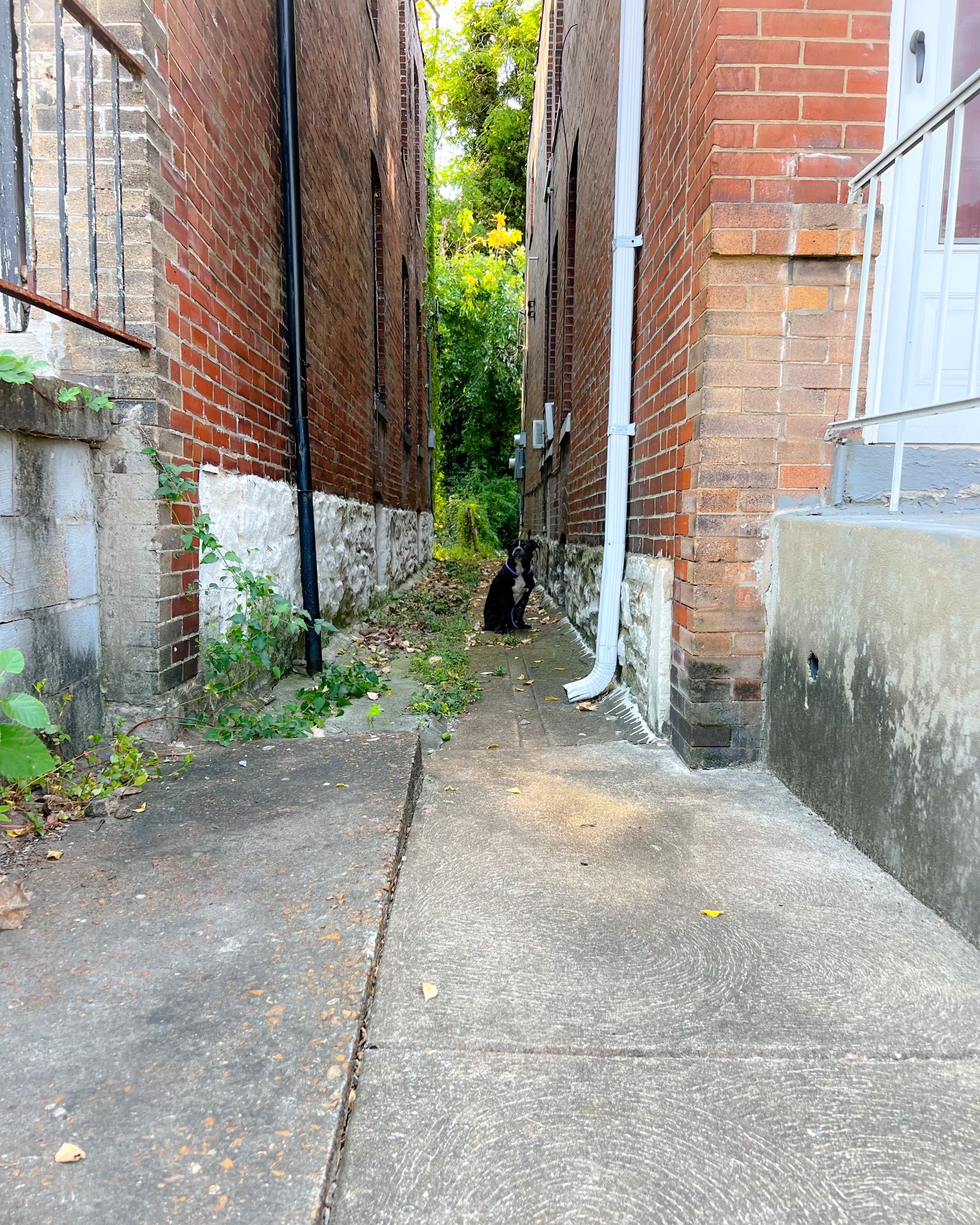 black dog sitting in between buildings