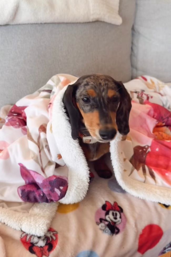 black dog under towel