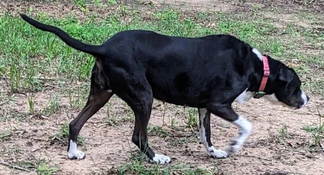 black dog walking