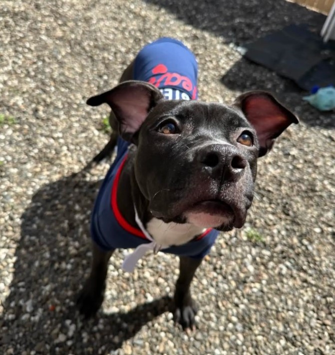 black dog with clothes on
