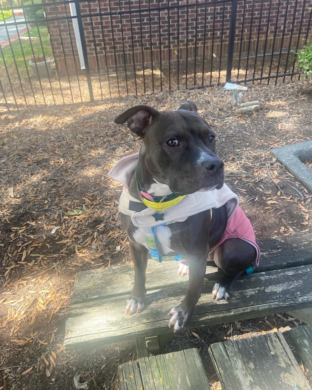 black dog with clothes on