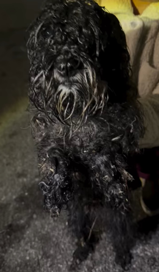 black dog with long fur