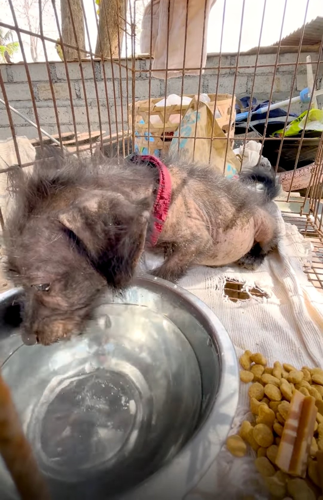 black hairless puppy