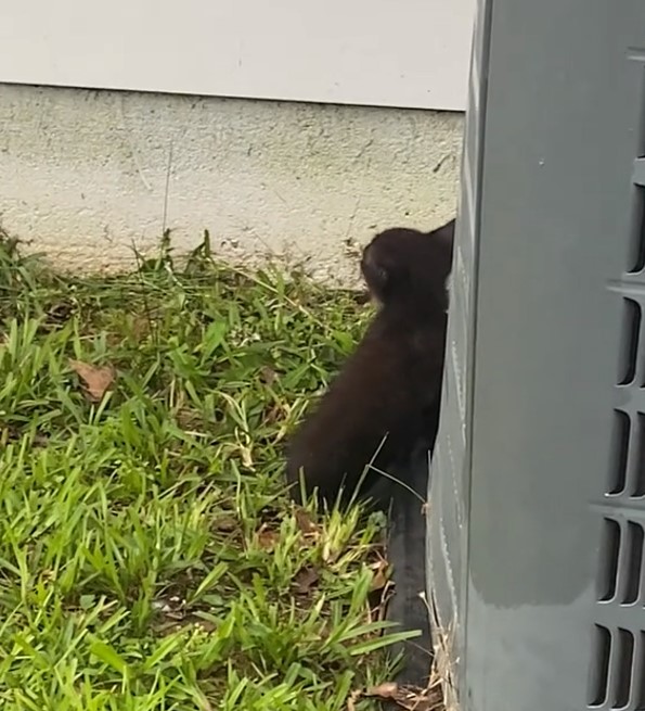 black kitten
